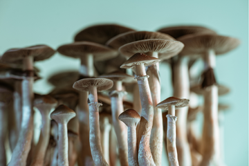 Harnessing Nature's Power & The Health Benefits of Adaptogenic Mushrooms