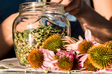 The Health Benefits of Echinacea: A Powerful Immune Health Ally