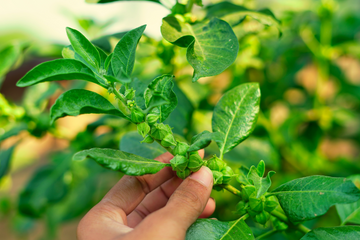 Discovering the Benefits of Ashwagandha: Unveiling the Ancient Wisdom & Modern Science