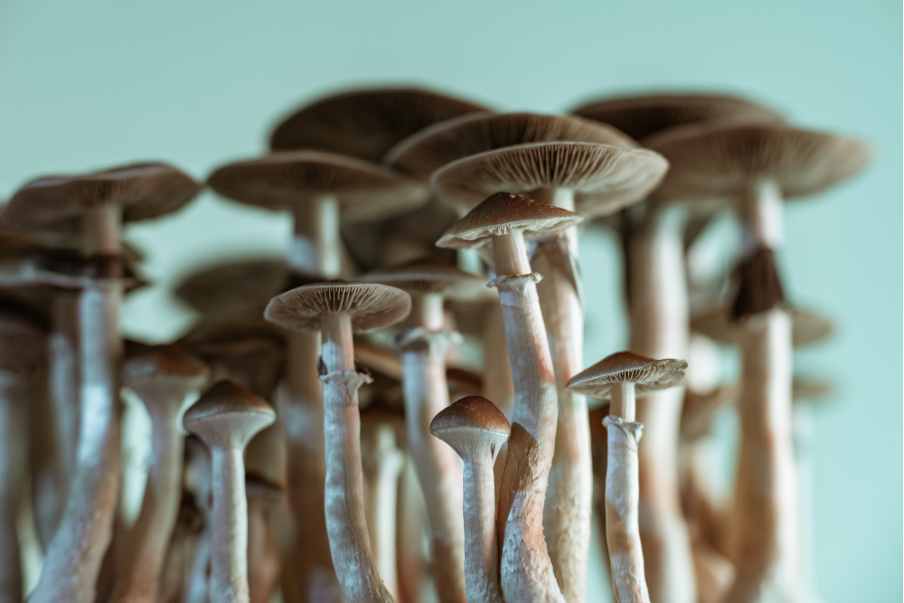 Harnessing Nature's Power & The Profound Health Benefits of Adaptogenic Mushrooms